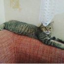 Подробнее об объявлении «Пропала кошка лизи Санкт-Петербург» Фото: пропала кошка Шотландская вислоухая «Пропала кошка лизи Санкт-Петербург» в г. Санкт-Петербург