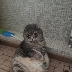 Подробнее об объявлении «Пропал кот Новороссийск» Фото: пропала кошка Британская короткошерстная «Пропал кот Новороссийск» в г. Новороссийск