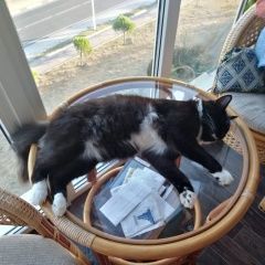 Подробнее об объявлении «Геленджик Пропал кот барсик мкр-н северный 66» Фото: пропала кошка  «Геленджик Пропал кот барсик мкр-н северный 66» в г. Геленджик