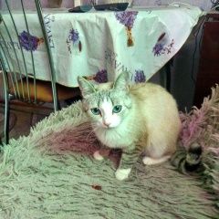 Подробнее об объявлении «Пропала кошка на металлплощадке Кемерово» Фото: пропала кошка  «Пропала кошка на металлплощадке Кемерово» в г. Кемерово