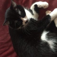 Подробнее об объявлении «Пропала кошка около мерто кунцевская Москва» Фото: пропала кошка  «Пропала кошка около мерто кунцевская Москва» в г. Москва