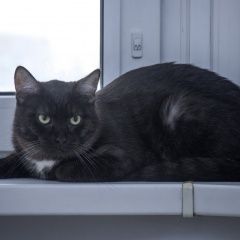 Подробнее об объявлении «Юрьев-Польский Пропал кот соседи помогите найти кота» Фото: пропала кошка  «Юрьев-Польский Пропал кот соседи помогите найти...» в г. Юрьев-Польский