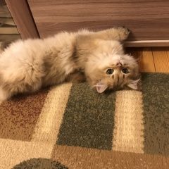 Подробнее об объявлении «Пропал кот Алматы (Алма-Ата)» Фото: пропала кошка Британская длинношерстная кошка «Пропал кот Алматы (Алма-Ата)» в г. Алматы (Алма-Ата)