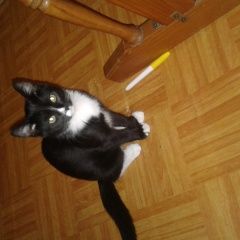 Подробнее об объявлении «Пропала кошка Воскресенск» Фото: пропала кошка  «Пропала кошка Воскресенск» в г. Воскресенск