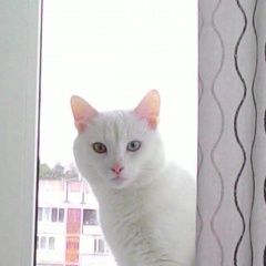 Подробнее об объявлении «Орел Пропал кот» Фото: пропала кошка  «Орел Пропал кот» в г. Орел