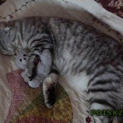 Подробнее об объявлении «Пропала кошка Томск» Фото: пропала кошка Британская короткошерстная «Пропала кошка Томск» в г. Томск