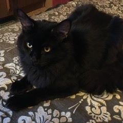 Подробнее об объявлении «Пропал кот Большая Ижора» Фото: пропала кошка Мейн-кун «Пропал кот Большая Ижора» в г. Большая Ижора