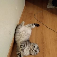 Подробнее об объявлении «Пропал кот шотландский вислоухий Самара» Фото: пропала кошка Британская короткошерстная «Пропал кот шотландский вислоухий Самара» в г. Самара