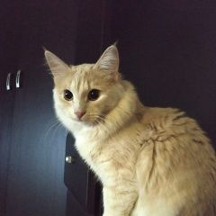 Подробнее об объявлении «Москва Пропала кошка» Фото: пропала кошка  «Москва Пропала кошка» в г. Москва
