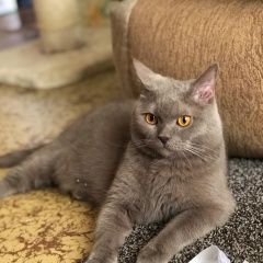 Подробнее об объявлении «Москва Пропал кот» Фото: пропала кошка Британская короткошерстная «Москва Пропал кот» в г. Москва