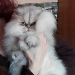 Подробнее об объявлении «Пропала кошка Черкассы» Фото: пропала кошка Персидская «Пропала кошка Черкассы» в г. Черкассы