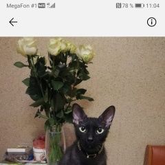 Подробнее об объявлении «Москва Пропал кот помогите вернуть питомца» Фото: пропала кошка Сфинкс «Москва Пропал кот помогите вернуть питомца» в г. Москва