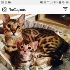Подробнее об объявлении «Истра Пропала кошка бенгальская» Фото: пропала кошка Бенгальская «Истра Пропала кошка бенгальская» в г. Истра