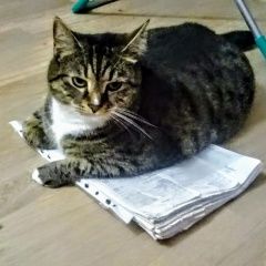 Подробнее об объявлении «Пропал кот Санкт-Петербург» Фото: пропала кошка  «Пропал кот Санкт-Петербург» в г. Санкт-Петербург