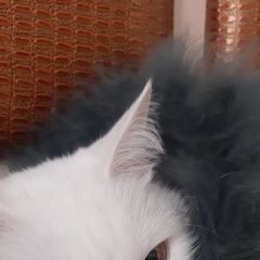 Подробнее об объявлении «Красноярск Пропала кошка белая» Фото: пропала кошка  «Красноярск Пропала кошка белая» в г. Красноярск