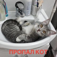 Подробнее об объявлении «Волгоград Пропал кот» Фото: пропала кошка  «Волгоград Пропал кот» в г. Волгоград