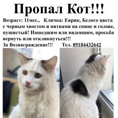 Подробнее об объявлении «Пропал кот   Анапа» Фото: пропала кошка  «Пропал кот   Анапа» в г. Анапа