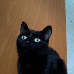 Подробнее об объявлении «Пропала кошка Томск» Фото: пропала кошка  «Пропала кошка Томск» в г. Томск