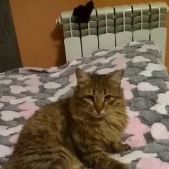 Подробнее об объявлении «Пенза Пропал котик по кличке кекса» Фото: пропала кошка  «Пенза Пропал котик по кличке кекса» в г. Пенза