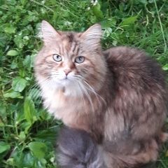 Подробнее об объявлении «Истра Пропала кошка сибирская» Фото: пропала кошка Сибирская «Истра Пропала кошка сибирская» в г. Истра