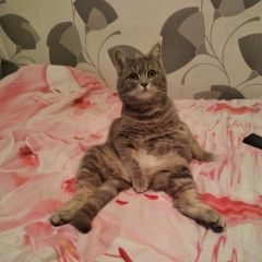 Подробнее об объявлении «Пропал кот Оренбург» Фото: пропала кошка  «Пропал кот Оренбург» в г. Оренбург