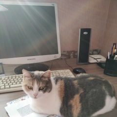 Подробнее об объявлении «Пропала кошка Самара» Фото: пропала кошка  «Пропала кошка Самара» в г. Самара
