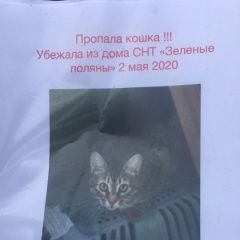 Подробнее об объявлении «Пропала кошка Санкт-Петербург» Фото: пропала кошка  «Пропала кошка Санкт-Петербург» в г. Санкт-Петербург
