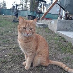 Подробнее об объявлении «Химки Пропал кот» Фото: пропала кошка  «Химки Пропал кот» в г. Химки
