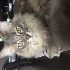 Подробнее об объявлении «Чехов Пропала кошка кот» Фото: пропала кошка  «Чехов Пропала кошка кот» в г. Чехов