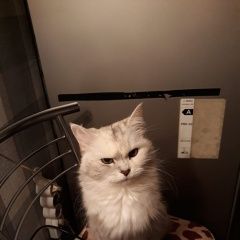 Подробнее об объявлении «Москва Пропала кошка фрося» Фото: пропала кошка  «Москва Пропала кошка фрося» в г. Москва