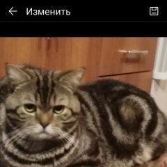 Подробнее об объявлении «Саратов Пропал кот домашний кот на дачном участке» Фото: пропала кошка Британская длинношерстная «Саратов Пропал кот домашний кот на дачном участке» в г. Саратов