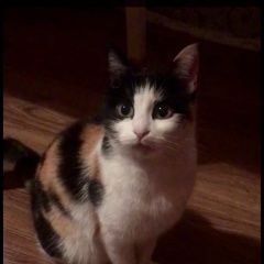 Подробнее об объявлении «Севастополь Пропала кошка кошечка» Фото: пропала кошка  «Севастополь Пропала кошка кошечка» в г. Севастополь