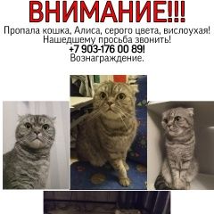 Подробнее об объявлении «Москва Пропала кошка» Фото: пропала кошка  «Москва Пропала кошка» в г. Москва