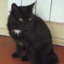 Подробнее об объявлении «Пропала кошка Набережные Челны» Фото: пропала кошка  «Пропала кошка Набережные Челны» в г. Набережные Челны