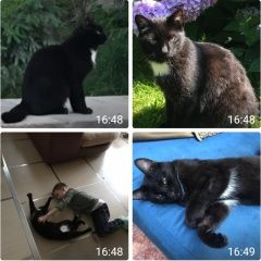 Подробнее об объявлении «Москва Пропал кот» Фото: пропала кошка  «Москва Пропал кот» в г. Москва
