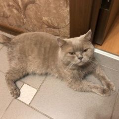 Подробнее об объявлении «Пропал кот Зеленоград» Фото: пропала кошка Британская короткошерстная «Пропал кот Зеленоград» в г. Зеленоград