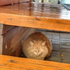 Подробнее об объявлении «Пропала кошка в голицыно рыжая кошка Голицыно (Московская обл.)» Фото: пропала кошка  «Пропала кошка в голицыно рыжая кошка Голицыно...» в г. Голицыно (Московская обл.)