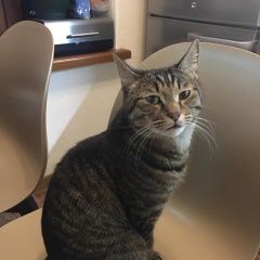 Подробнее об объявлении «Чехов Пропал кот в д. васькино, вознагр 30 тыс» Фото: пропала кошка Курильский бобтейл «Чехов Пропал кот в д. васькино, вознагр 30 тыс» в г. Чехов