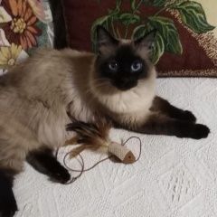 Подробнее об объявлении «Пропала кошка Арсеньев» Фото: пропала кошка Сиамская «Пропала кошка Арсеньев» в г. Арсеньев
