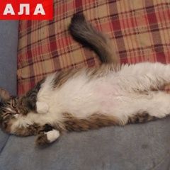 Подробнее об объявлении «Пропал кот Самара» Фото: пропала кошка  «Пропал кот Самара» в г. Самара