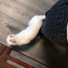 Подробнее об объявлении «Пропала кошка Можайск» Фото: пропала кошка  «Пропала кошка Можайск» в г. Можайск