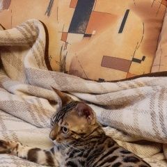 Подробнее об объявлении «Москва Пропала кошка ул.свободы д. 45» Фото: пропала кошка Бенгальская «Москва Пропала кошка ул.свободы д. 45» в г. Москва