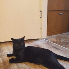 Подробнее об объявлении «Тольятти Пропал кот» Фото: пропала кошка  «Тольятти Пропал кот» в г. Тольятти