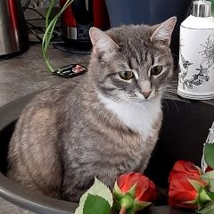 Подробнее об объявлении «Химки Пропала кошка» Фото: пропала кошка  «Химки Пропала кошка» в г. Химки