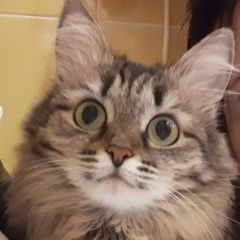 Подробнее об объявлении «Чебоксары Пропала кошка» Фото: пропала кошка  «Чебоксары Пропала кошка» в г. Чебоксары