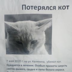 Подробнее об объявлении «Пропал кот пожалуйста, помогите найти питомца Краснодар» Фото: пропала кошка  «Пропал кот пожалуйста, помогите найти питомца...» в г. Краснодар