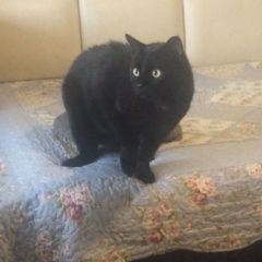 Подробнее об объявлении «Пропал кот в душоново Фряново» Фото: пропала кошка  «Пропал кот в душоново Фряново» в г. Фряново