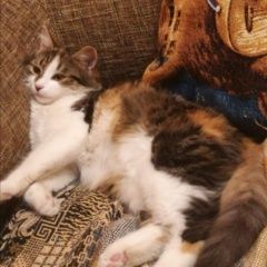 Подробнее об объявлении «Пропала кошка Новороссийск» Фото: пропала кошка  «Пропала кошка Новороссийск» в г. Новороссийск