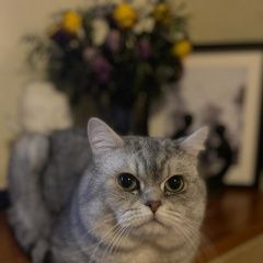 Подробнее об объявлении «Тула Пропал кот» Фото: пропала кошка  «Тула Пропал кот» в г. Тула