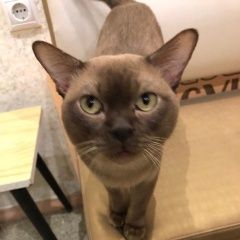 Подробнее об объявлении «Пропал кот ул.ак.пилюлинм Москва» Фото: пропала кошка Бурманская короткошерстная «Пропал кот ул.ак.пилюлинм Москва» в г. Москва